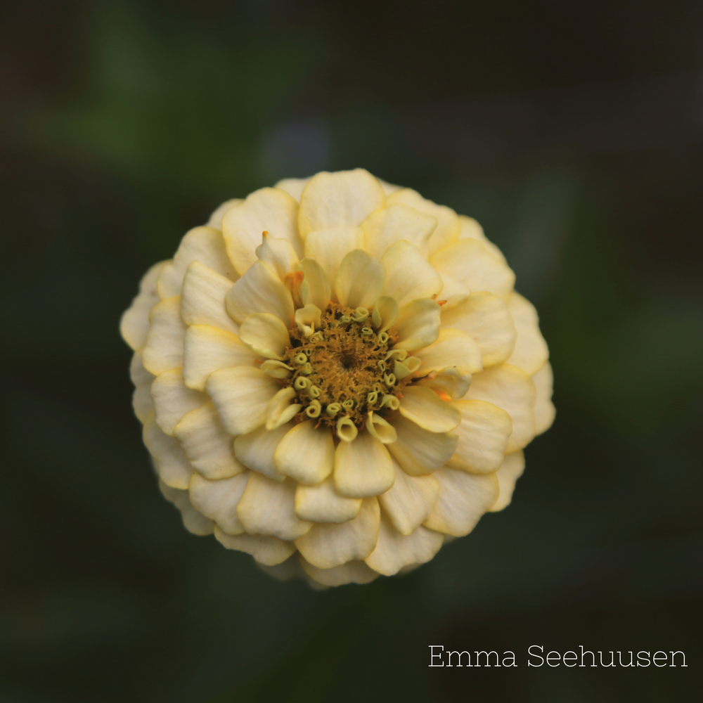 Zinnia ´Isabellina´