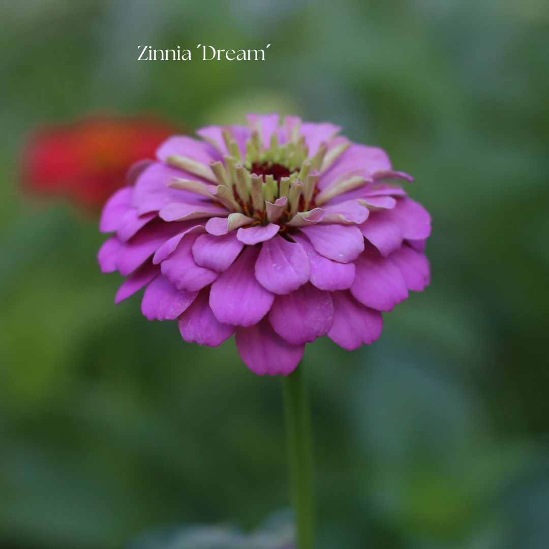 Zinnia Frö ´Dream´