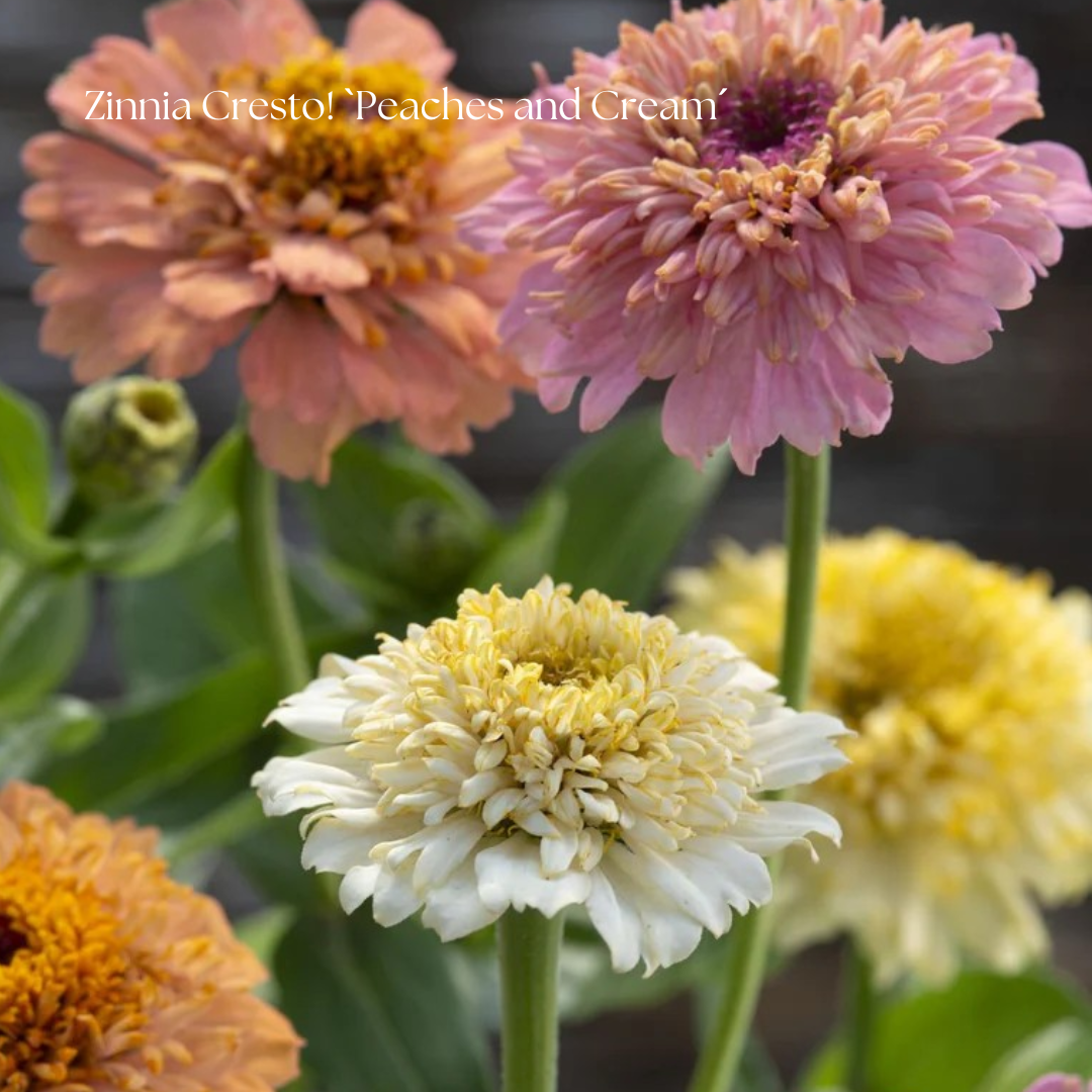 Zinnia Frö Cresto! `Peaches and Cream´