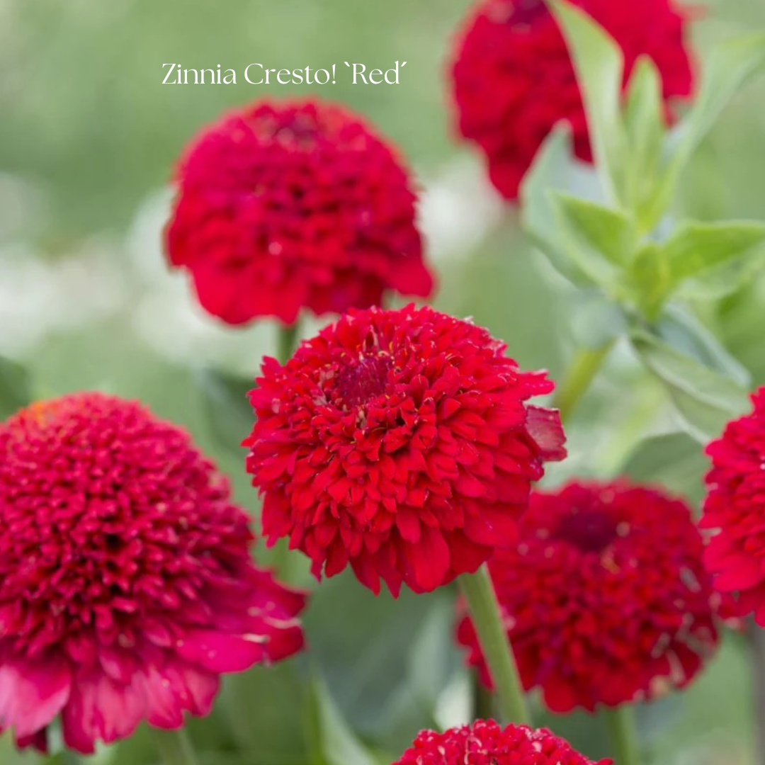 Zinnia Frö Cresto! `Red´