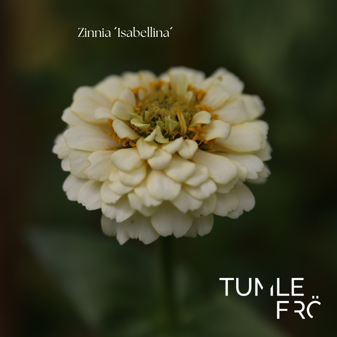 Zinnia Frö ´Isabellina´