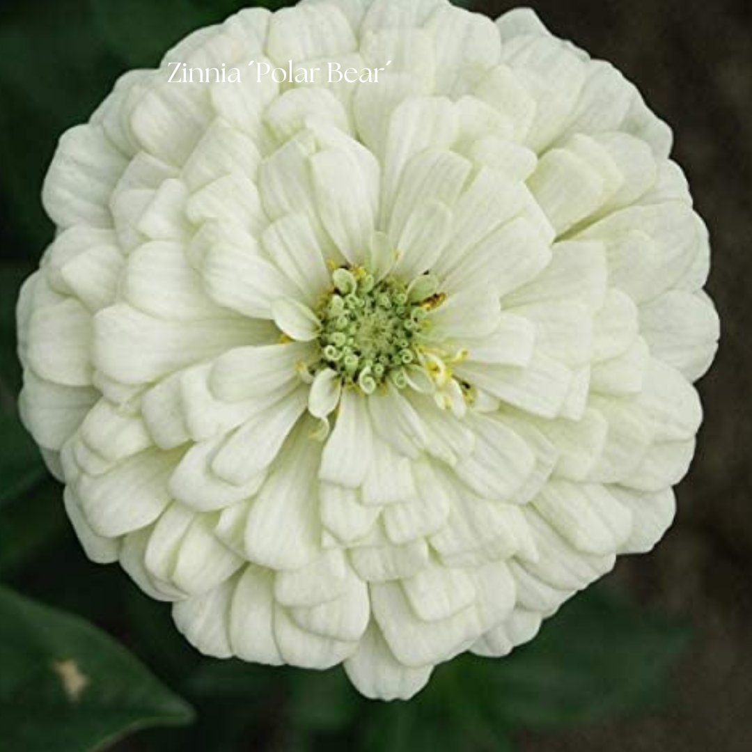Zinnia Frö ´Polar Bear´