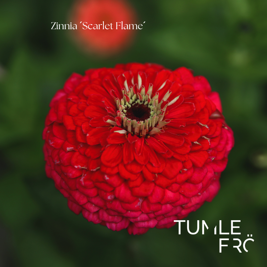 Zinnia Frö ´Scarlet Flame´ NYHET!