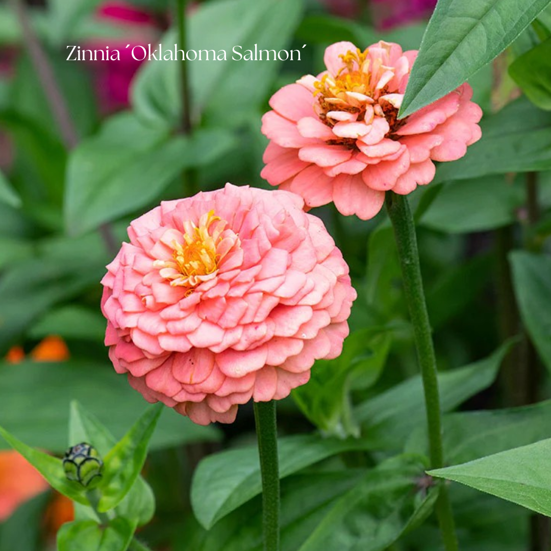 Zinnia Frö ´Oklahoma Salmon´ NYHET!