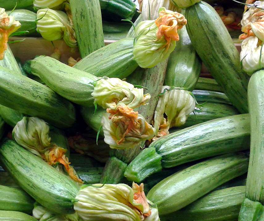 Zucchini/Squash ´Albarello di Sarzana´