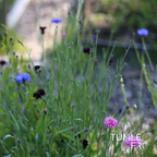 Blåklint Frö ´Ball Pink´