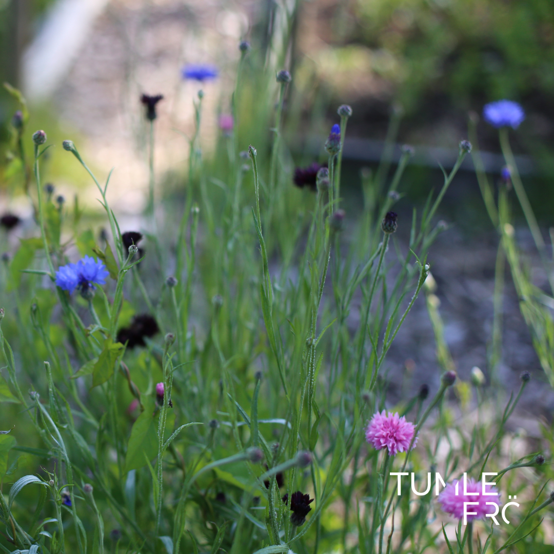 Blåklint Frö ´Ball Pink´