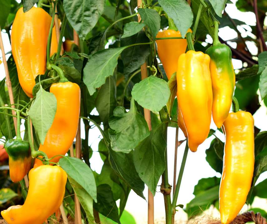 Paprika Frö ´Astor´F1