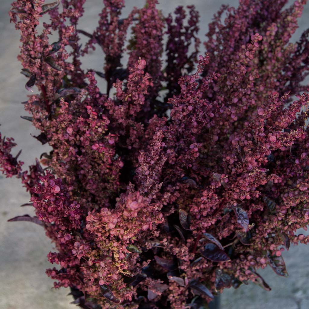 Trädgårdsmålla Frö ´Red Plume´