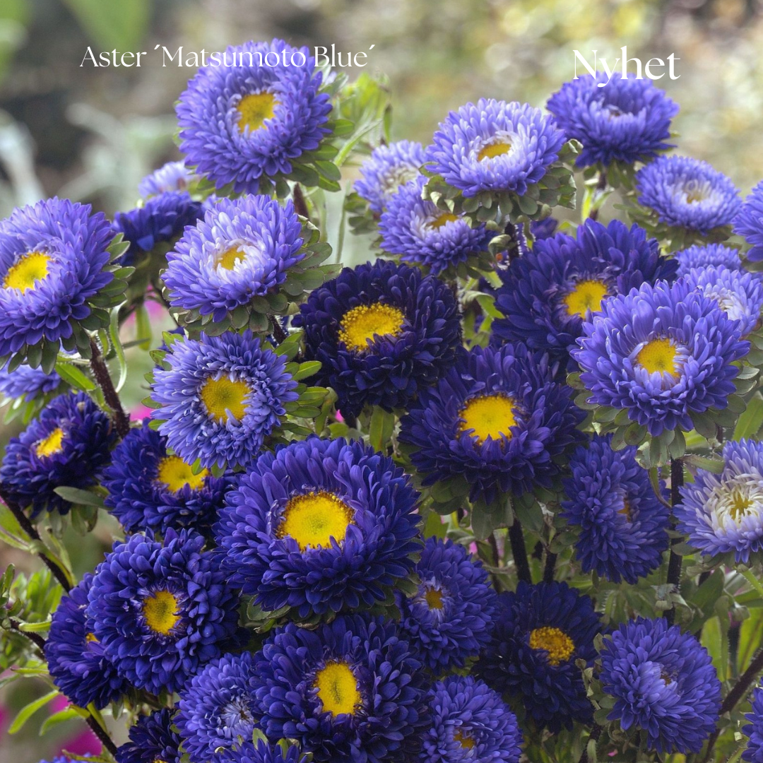Aster Frö ´Matsumoto Blue´ NYHET!