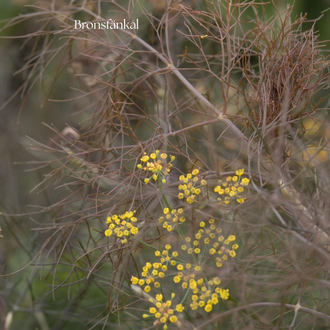 Bronsfänkål Frö ´Smokey´