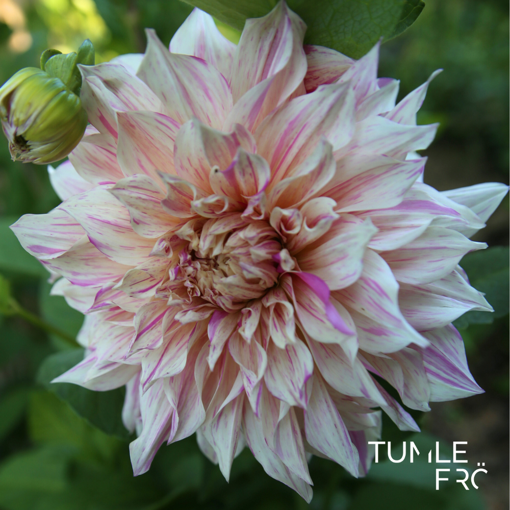 Dahlia Cafe au lait Twist