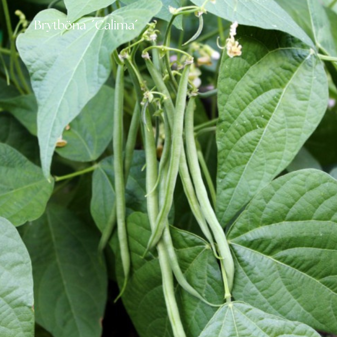 Brytböna Frö ´Calima´ NYHET!