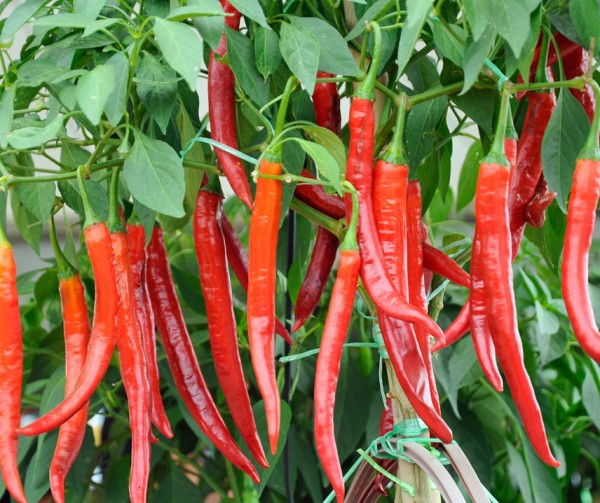 Chilipeppar Frö 'De Cayenne'