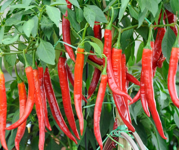 Chilipeppar 'De Cayenne'