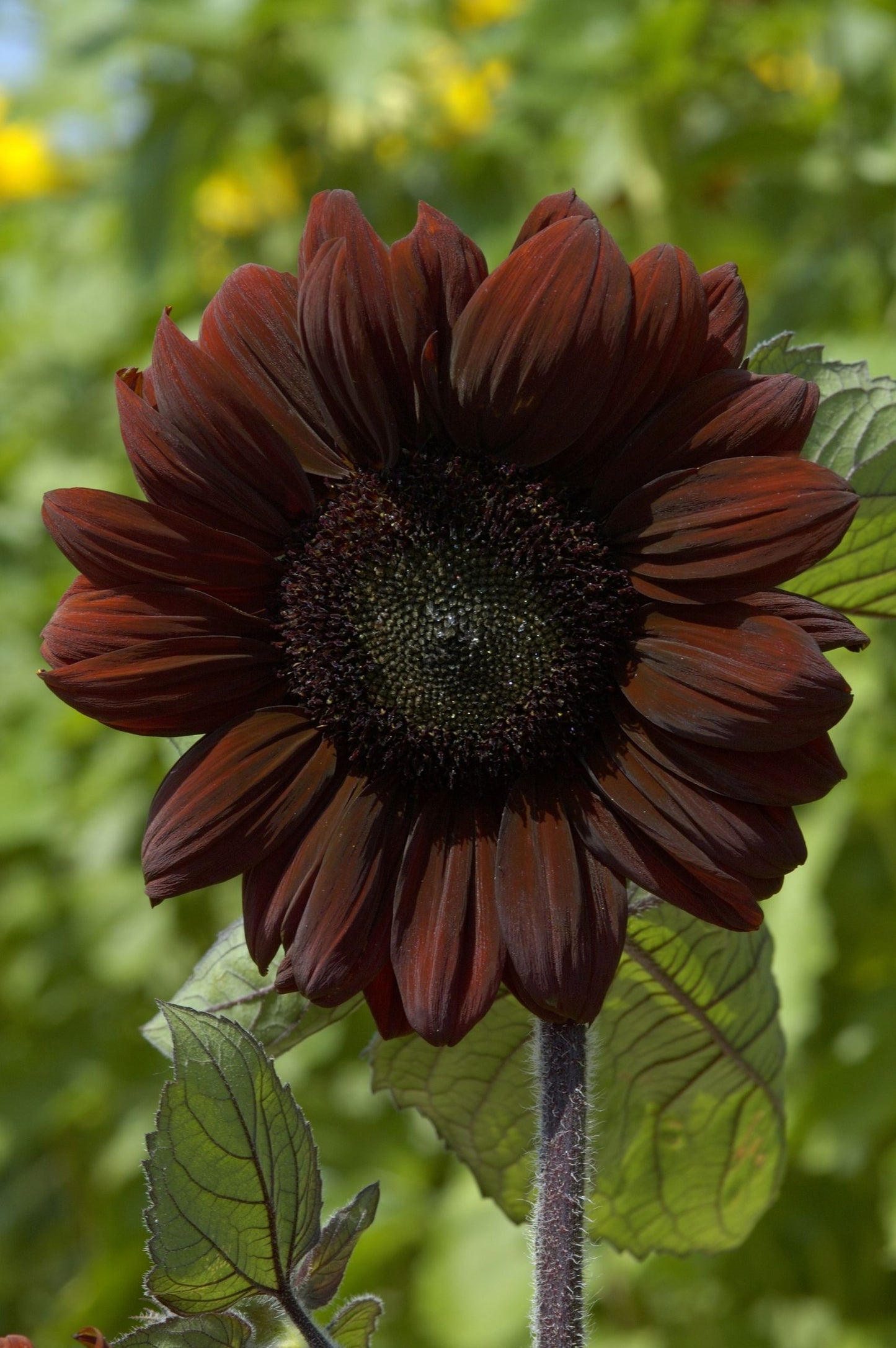 Solros Frö ´Claret´