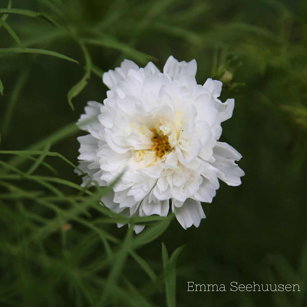 Rosenskära ´Double Dutch White´