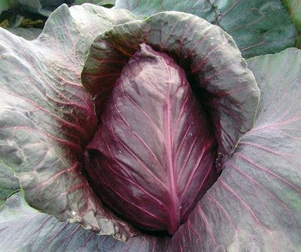 Spetskål Frö ´Kalibos´