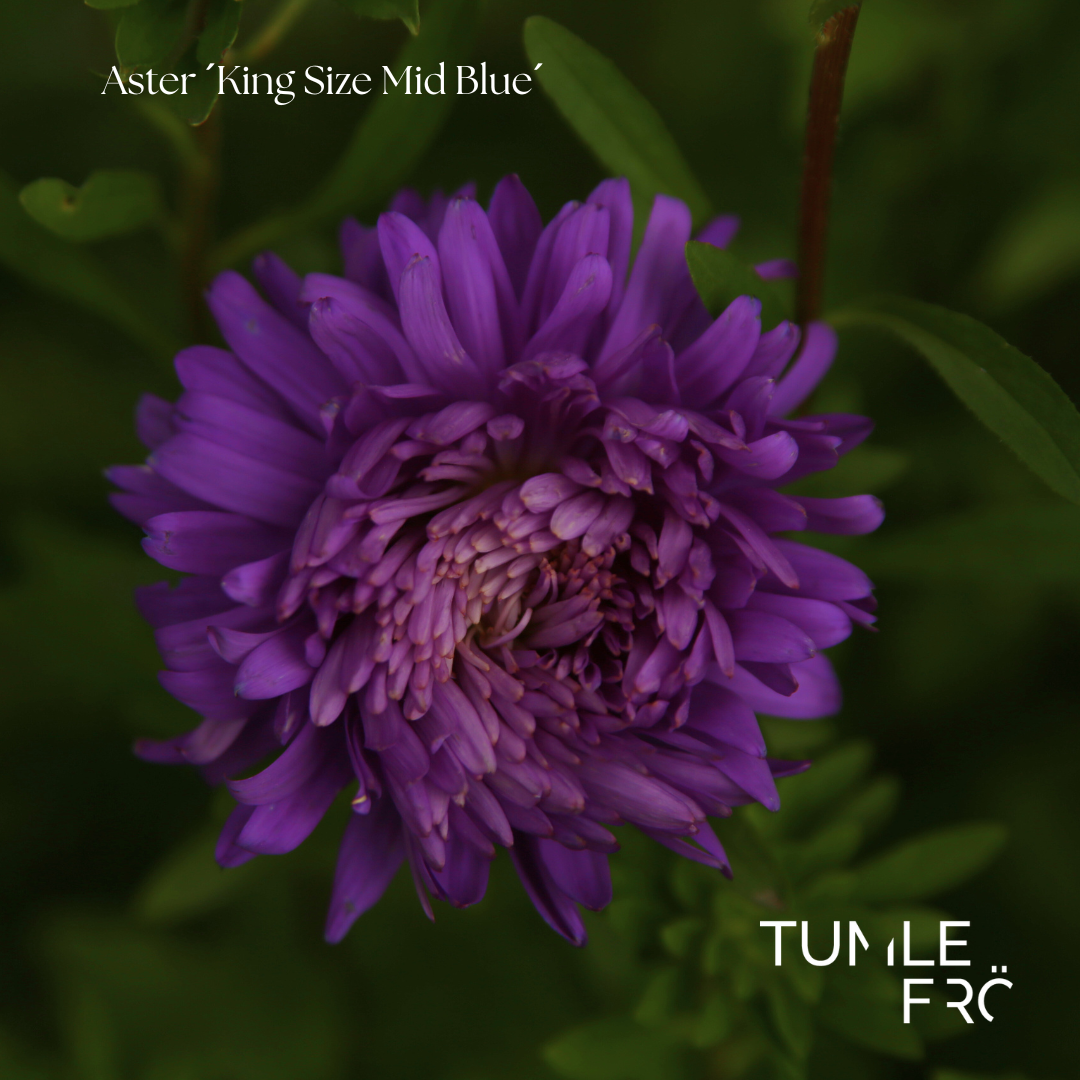 Aster Frö ´King Size Mid Blue´