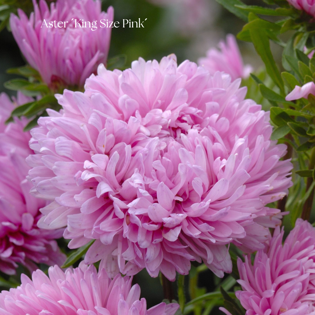 Aster Frö ´King Size Pink´