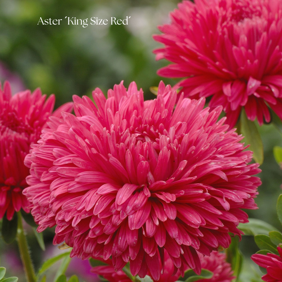Aster Frö ´King Size Red´