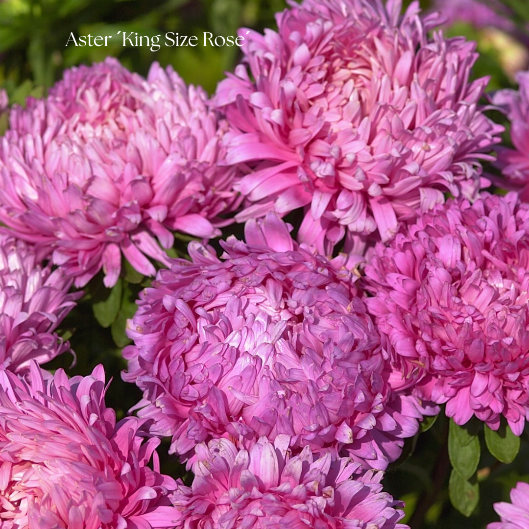 Aster Frö ´King Size Rose´