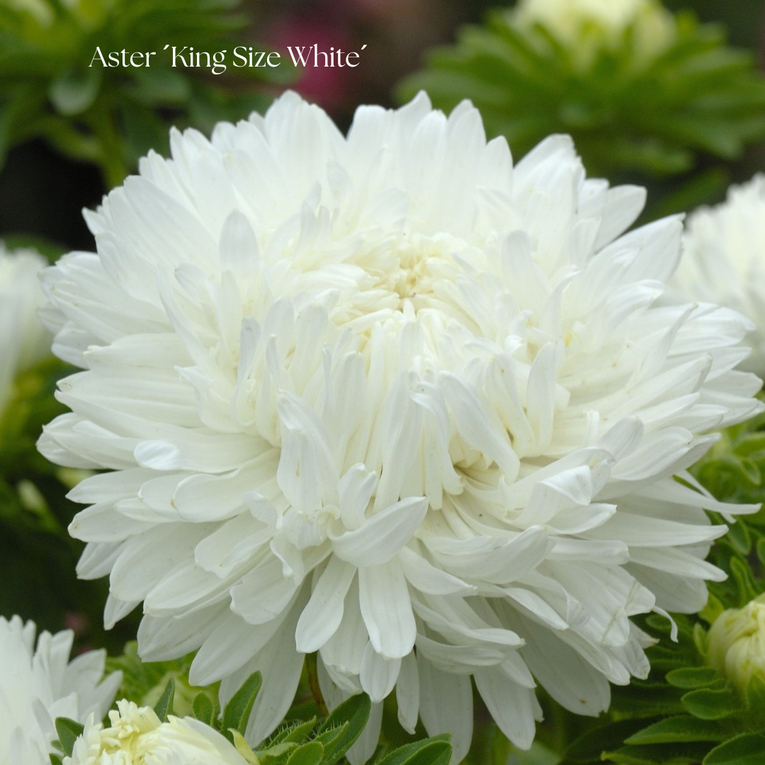 Aster Frö ´King Size White´