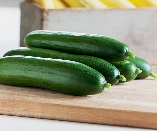 Gurka Frö `La Diva´