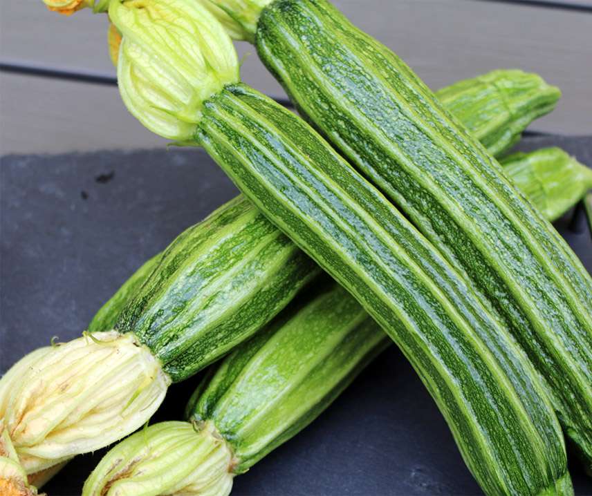 Zucchini Frö ´Latino´F1