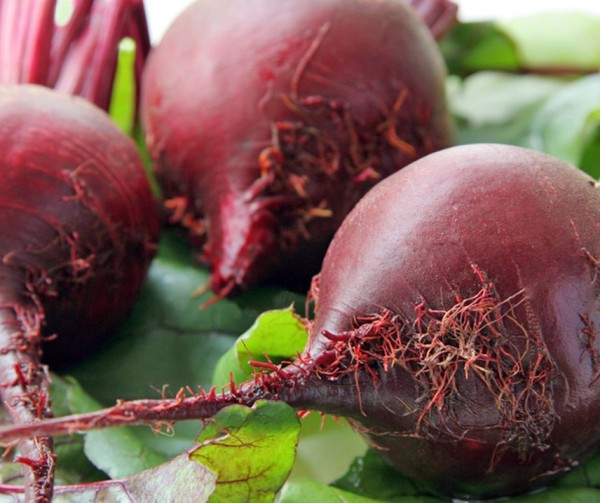 Rödbeta Frö ´Lola´