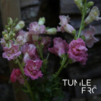 Lejongap Frö Madame Butterfly ´Rose´ F1