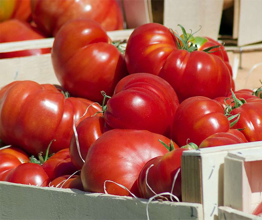 Tomat Frö Biff ´Marmande´ Eko