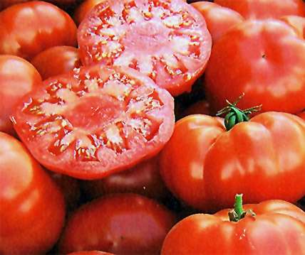 Tomat Biff ´Marmande´ Eko