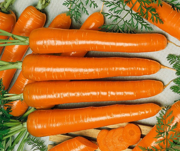 Morot Frö Marquette