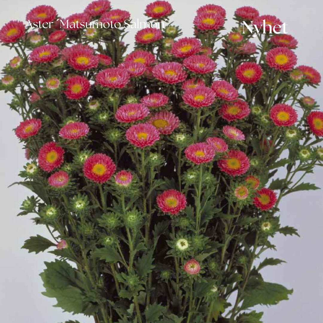 Aster Frö ´Matsumoto Salmon´ NYHET!