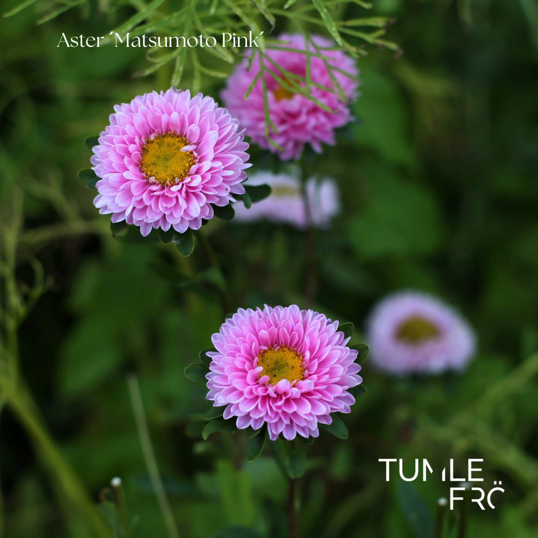 Aster Frö ´Matsumoto Pink´