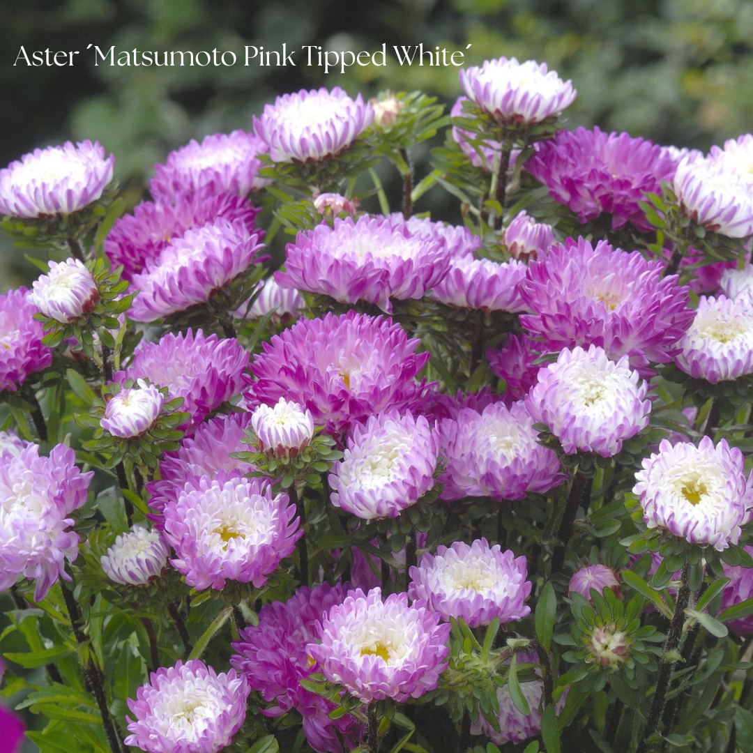 Aster Frö ´Matsumoto Pink Tipped White´