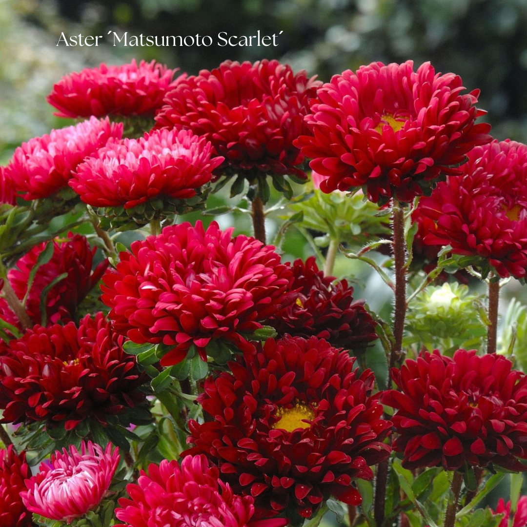 Aster Frö ´Matsumoto Scarlet´