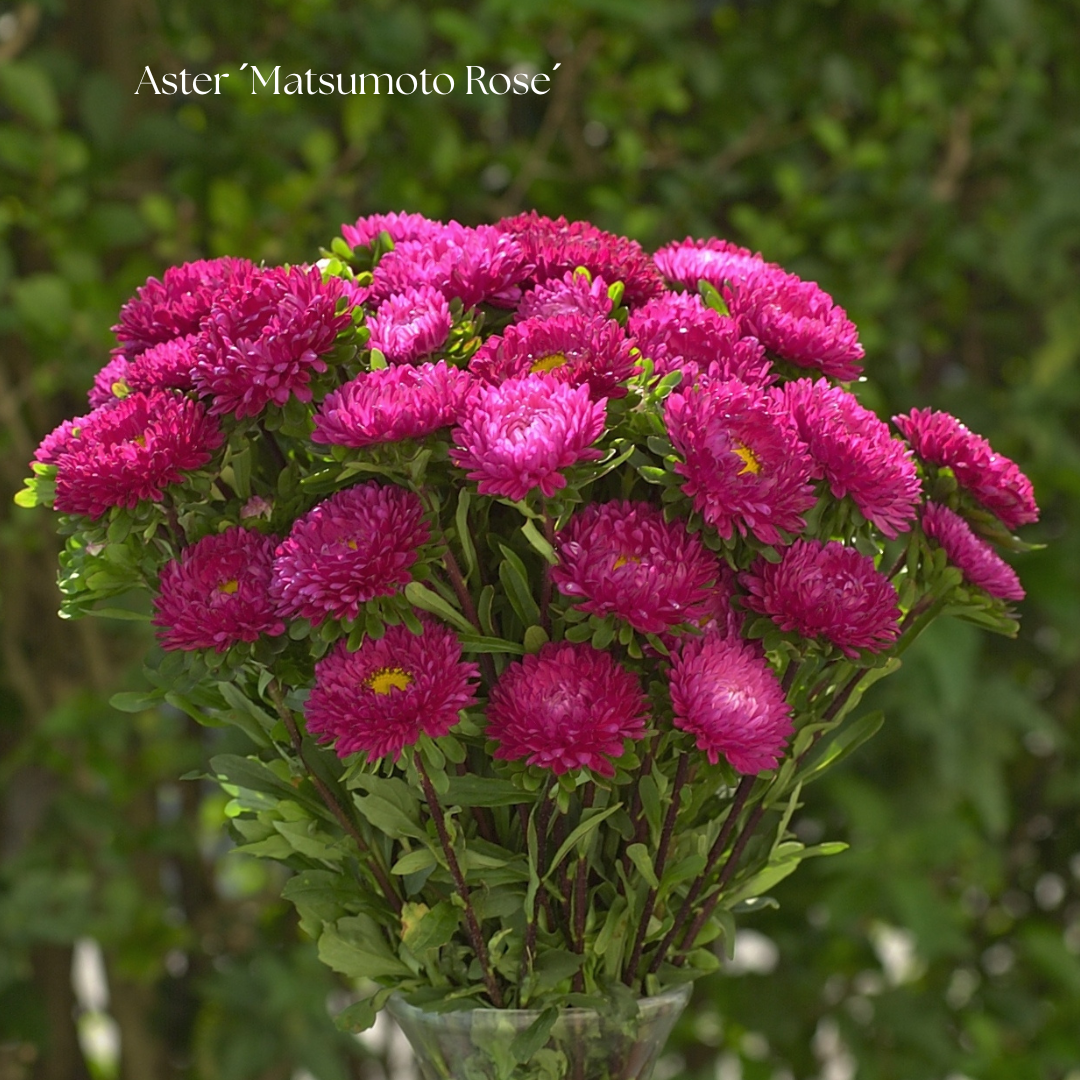 Aster Frö ´Matsumoto Rose´