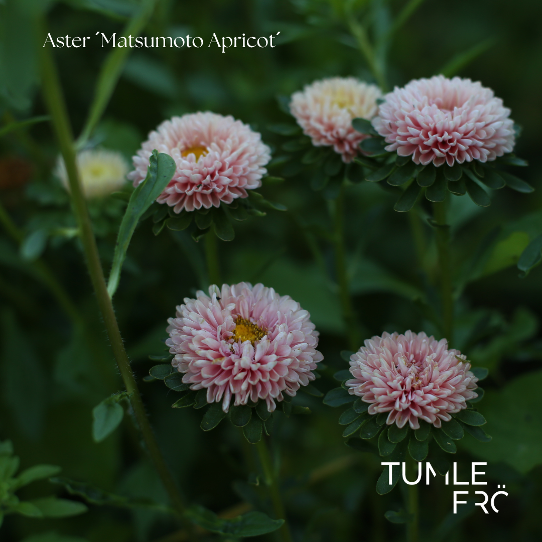 Aster Frö ´Matsumoto Apricot´