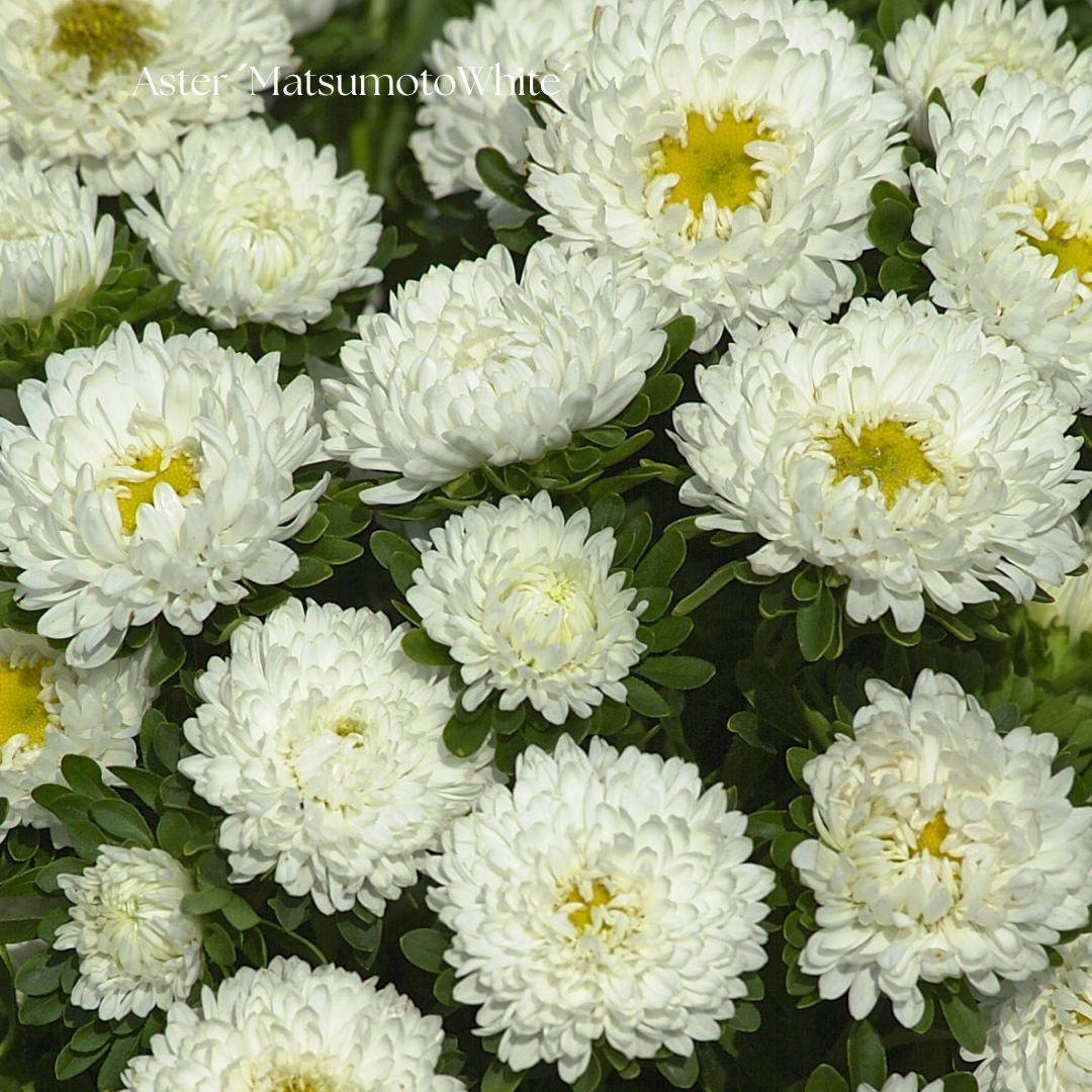 Aster Frö ´Matsumoto White´
