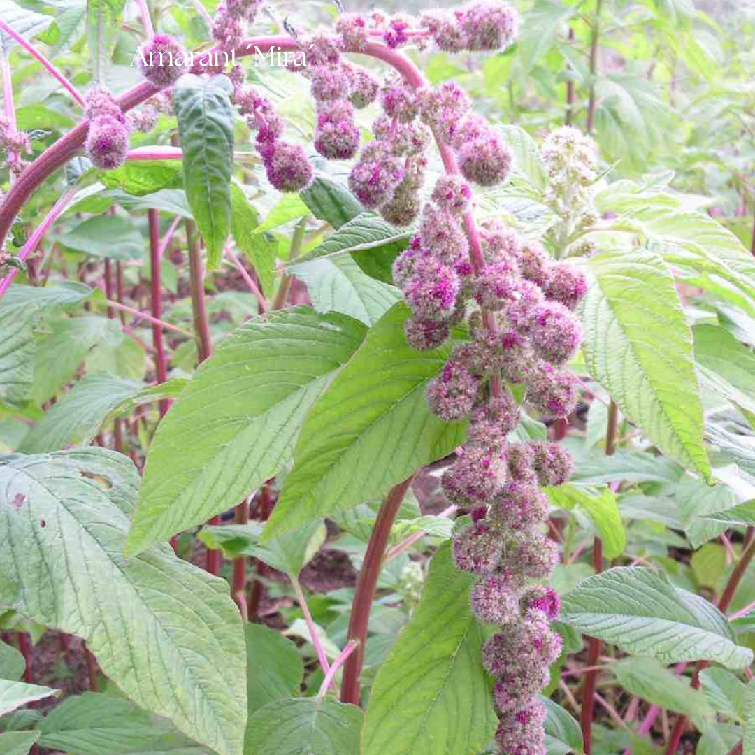 Amarant Frö ´Mira´