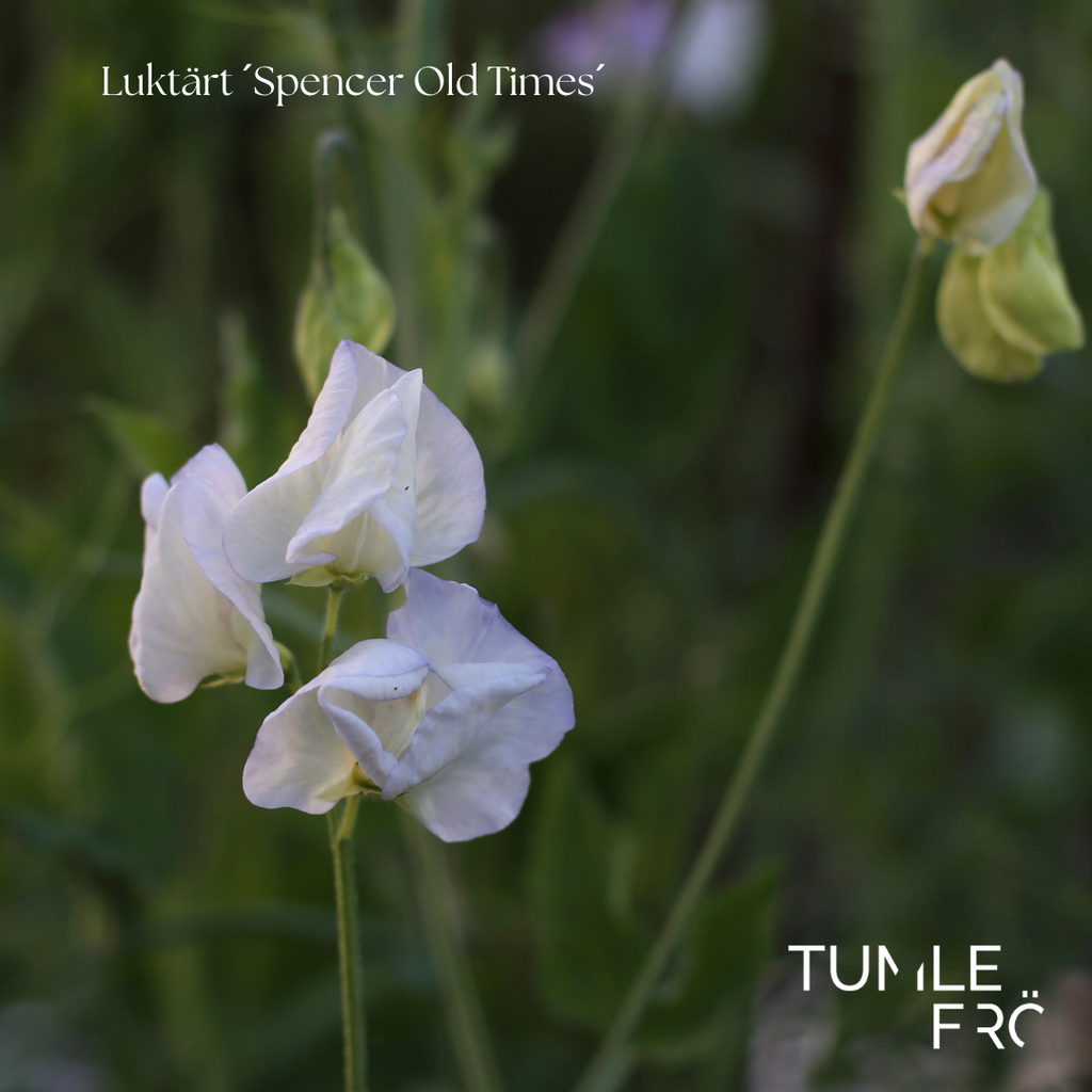 Luktärt Frö ´Spencer Old Times´
