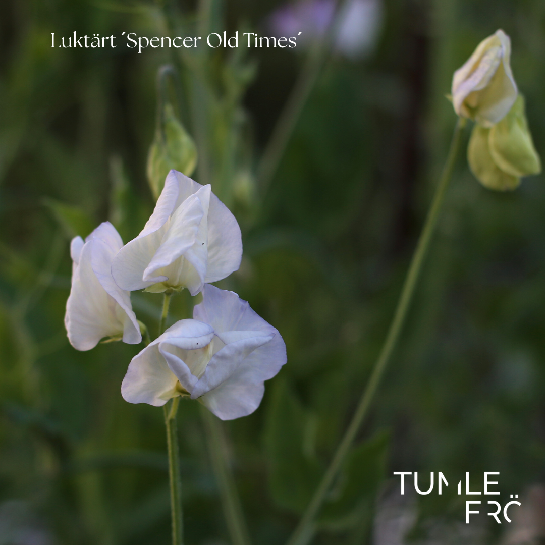 Luktärt Frö ´Spencer Old Times´