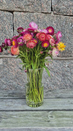 Eternell Frö ´Fireball´