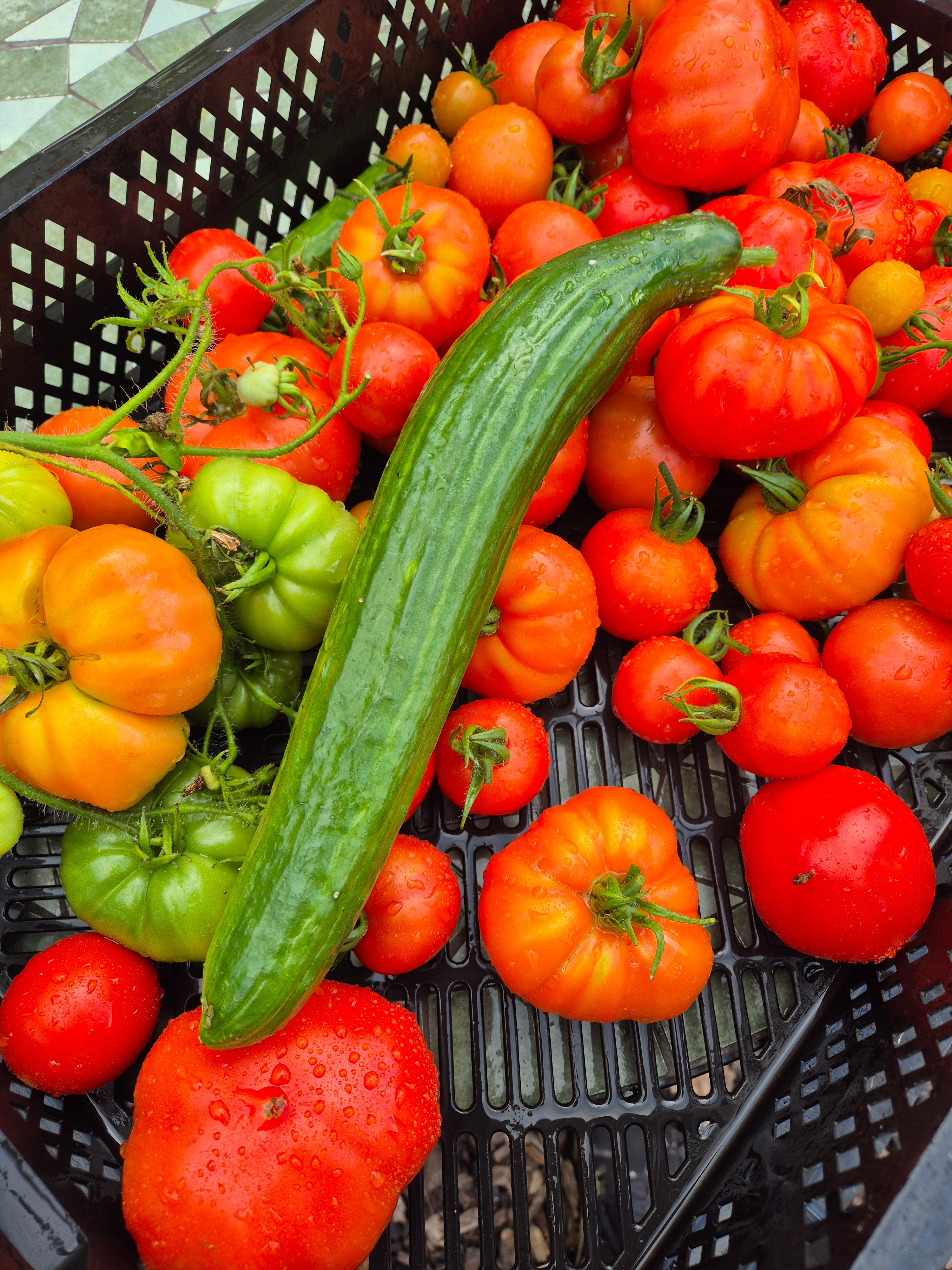 Gurka Frö 'Orca' F1 NYHET!