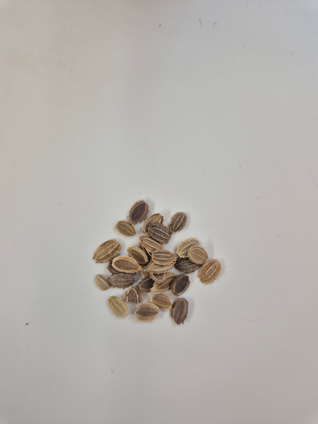 Blomsterkörvel Frö ´White Lace´