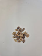 Blomsterkörvel Frö ´White Lace´