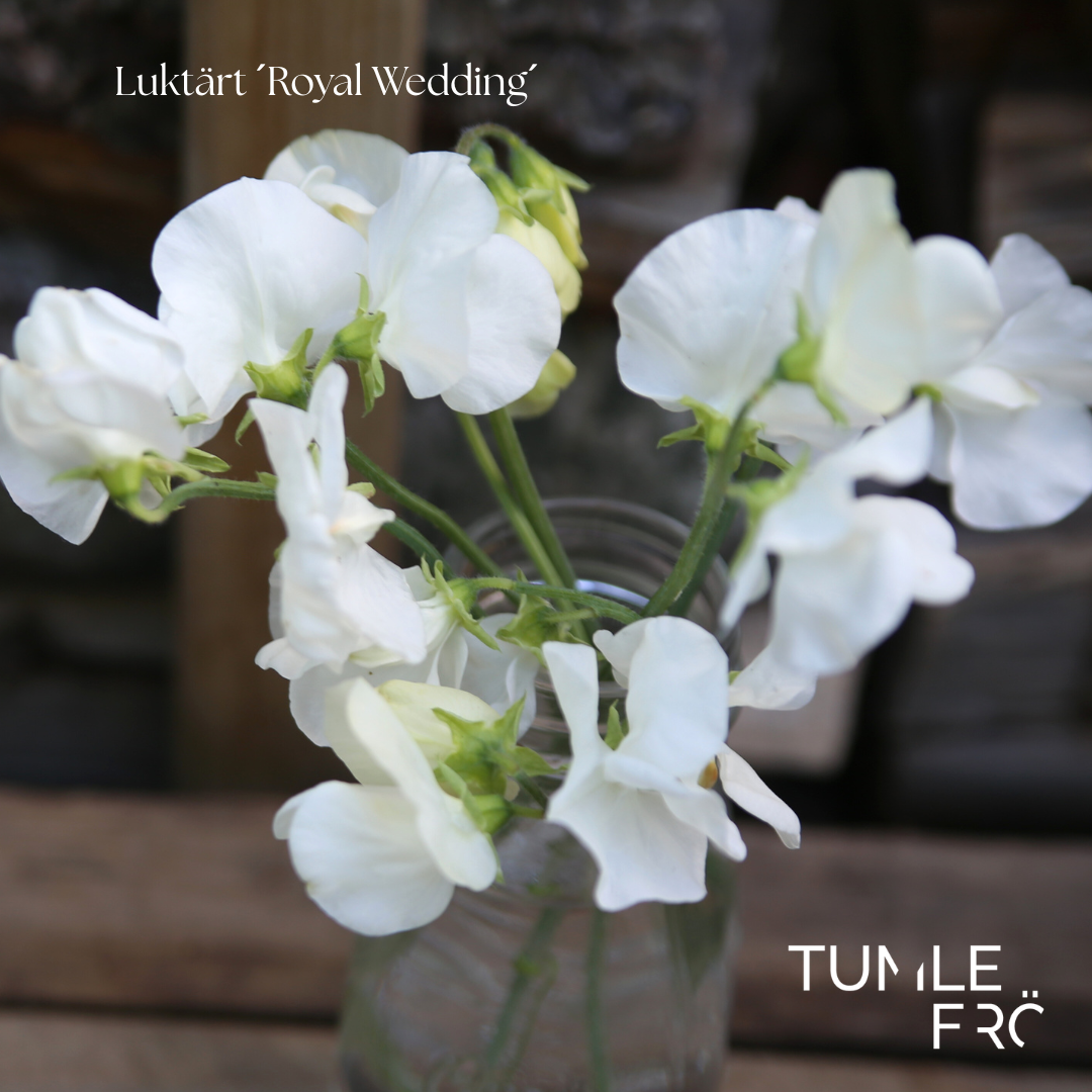 Luktärt Frö ´Spencer Royal Wedding´