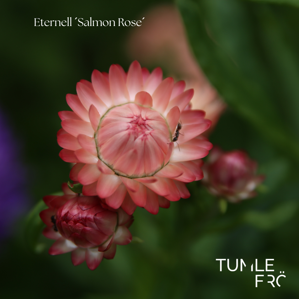 Eternell Frö ´Salmon Rose´